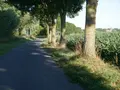 Wandel- en fietspad in de schaduw van een bomenrij