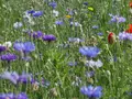 Scents and colours &mdash; 8