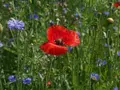 Scents and colours &mdash; 20