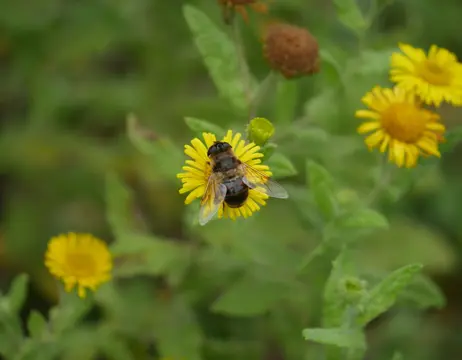 Hommel op een gele bloem