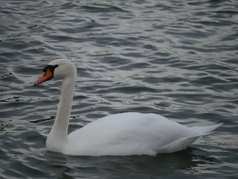 Een witte zwaan op het water
