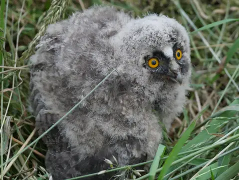 Een jonge uil tussen het gras