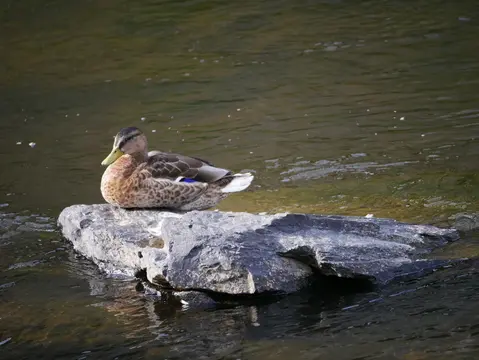 Een eend rust op een steen in het water