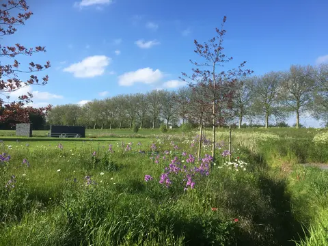 Bloemenweide en gazon met bomen op de achtergrond