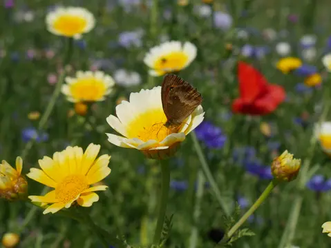 Een vlinder op een gele bloem in de bloemenweide