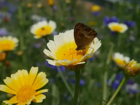 Close-up van een vlinder op een gele bloem