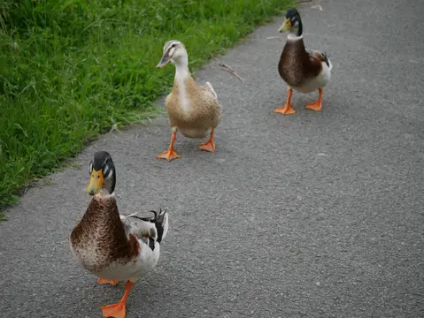Drie eenden op een verhard pad langs het gras
